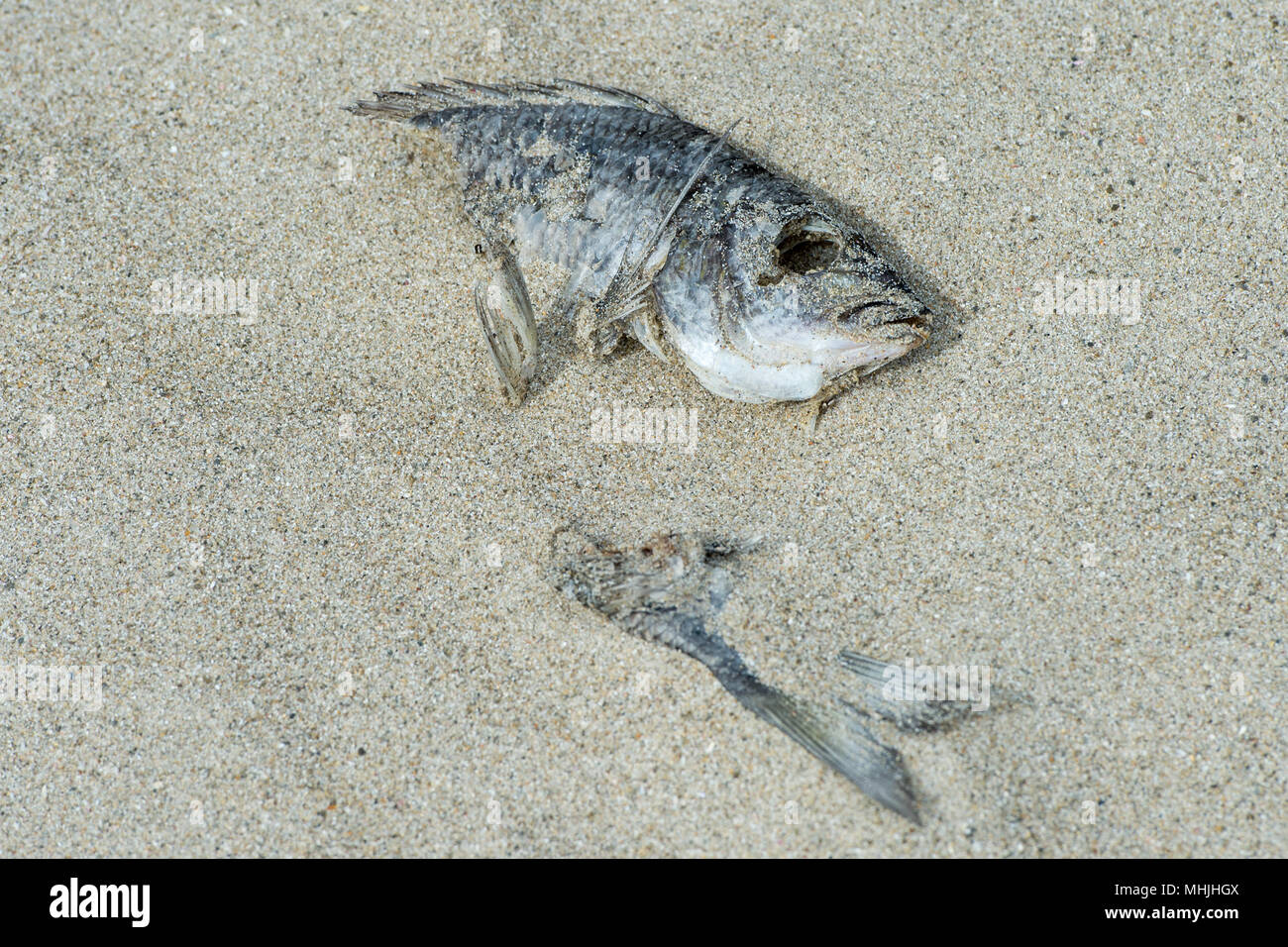 Detail von Sand bedeckt tote Fische Stockfoto