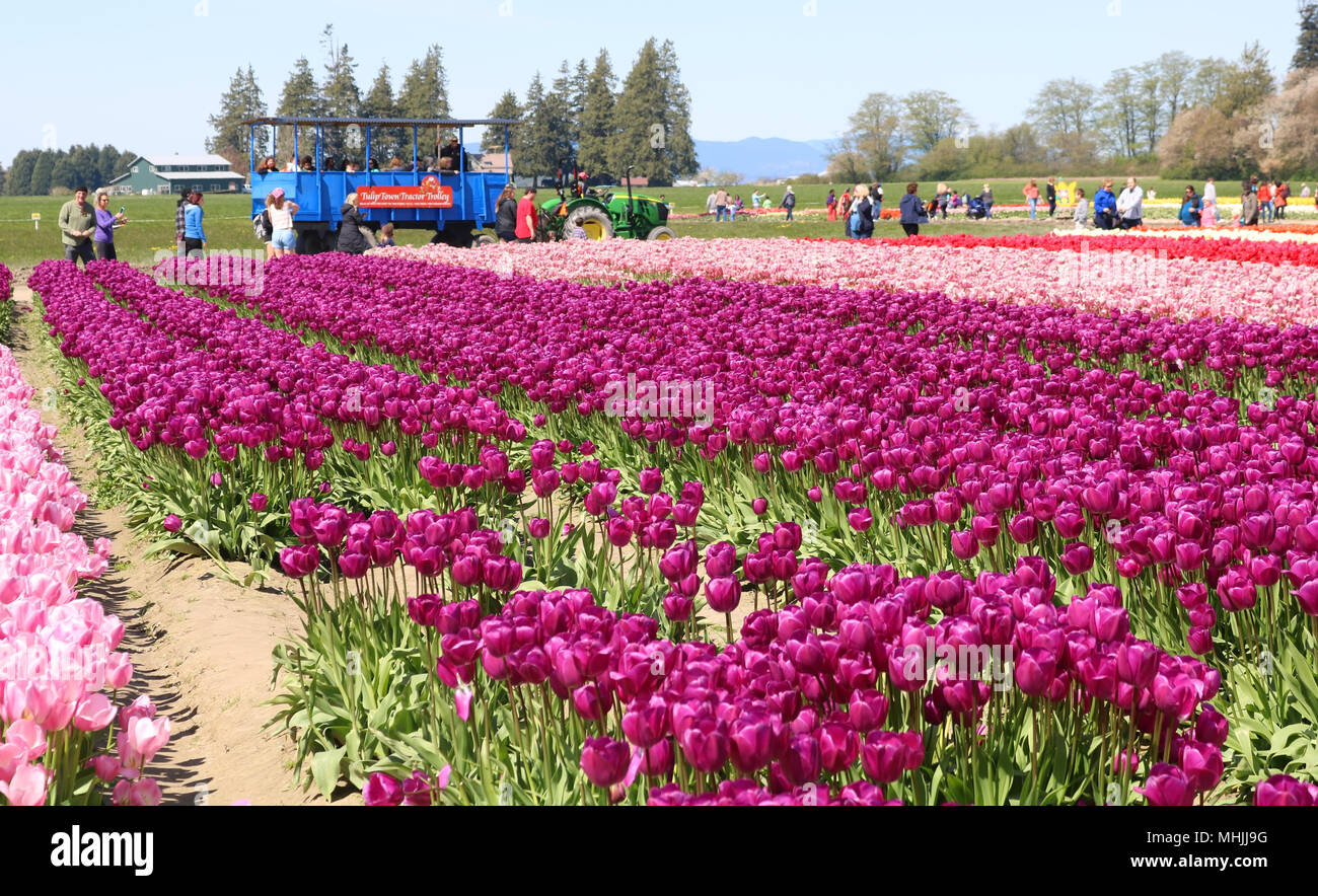 Tulpenfelder im Tulip Stadt während der skagit Valley Tulip Festival in Mount Vernon, Washington, USA. Das Tulip Stadt Trolley ist im Hintergrund alon Stockfoto