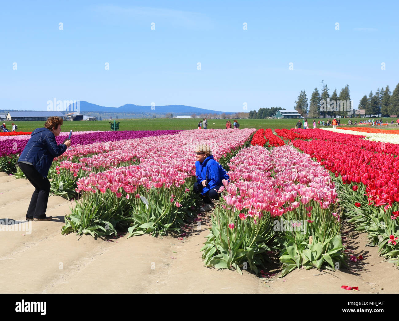 Frau posiert im Bereich ot Tulpen, während ihr Freund ihr Bild am Skagit Valley Tulip Festival in Mount Vernon, Washington, USA. Stockfoto