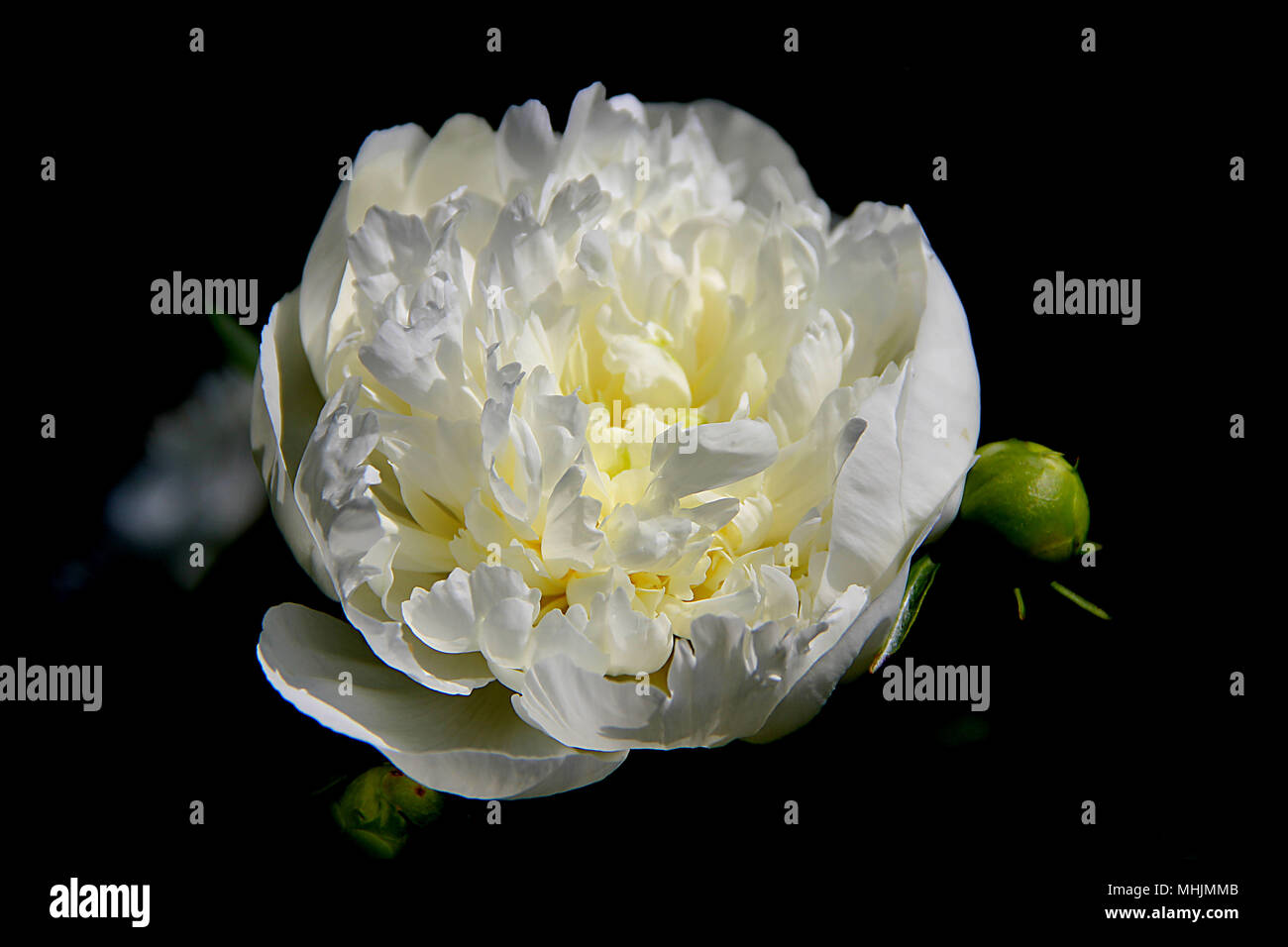 Blick von oben auf die weiße Blume auf dunklem Hintergrund Stockfoto