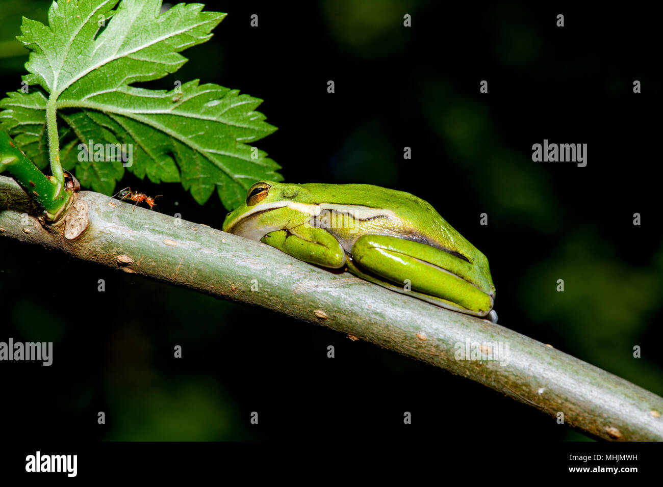 Die amerikanischen grünen Laubfrosch (Hyla cinerea) in einer Konfrontation mit einer Ameise. lllCopy Raum Stockfoto