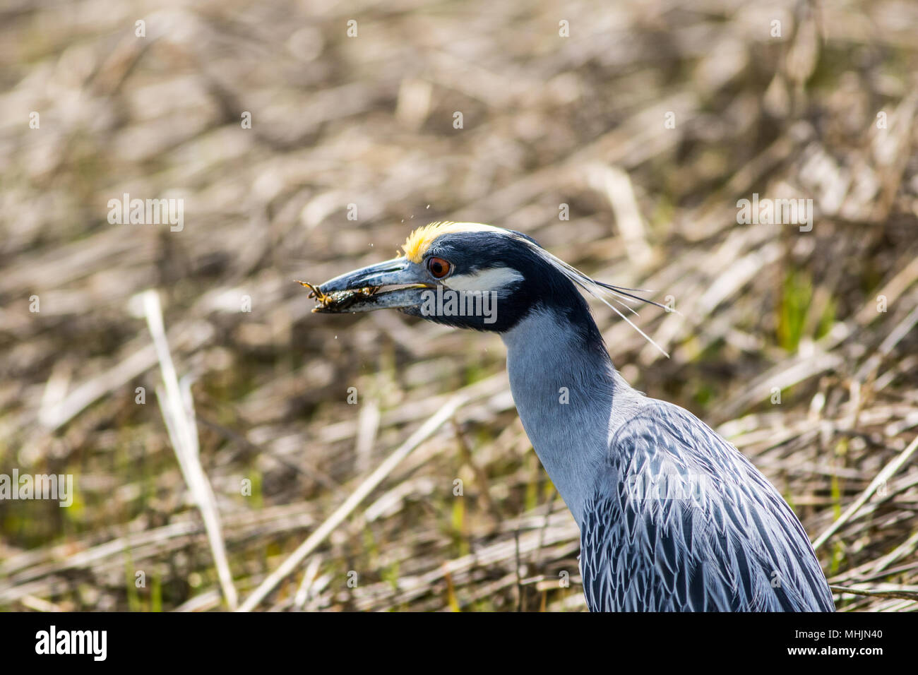 Gelbe gekrönte Night Heron (Nyctanassa violacea) essen Krabben entlang der NJ Küste an einem sonnigen Frühlingstag Stockfoto