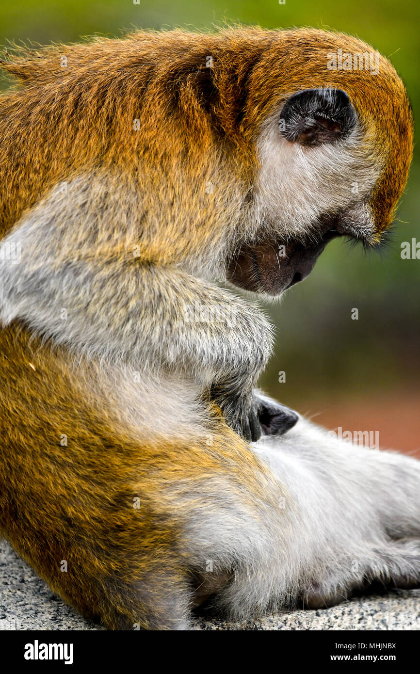 Komisch aussehende Long-tailed macaque Stockfoto