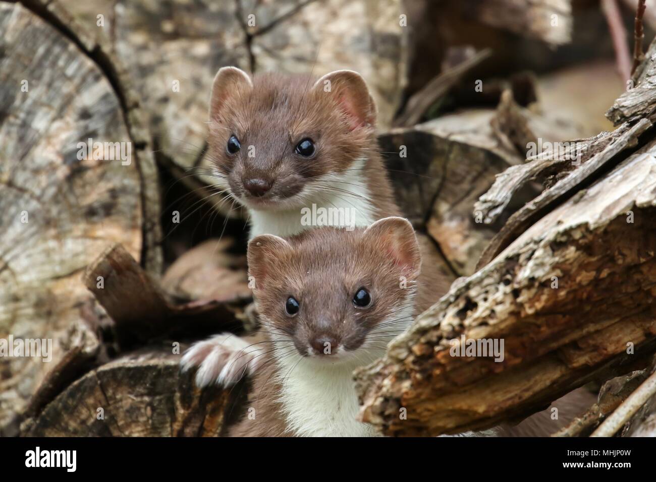 Juvenile Hermeline auf Woodpile Stockfoto