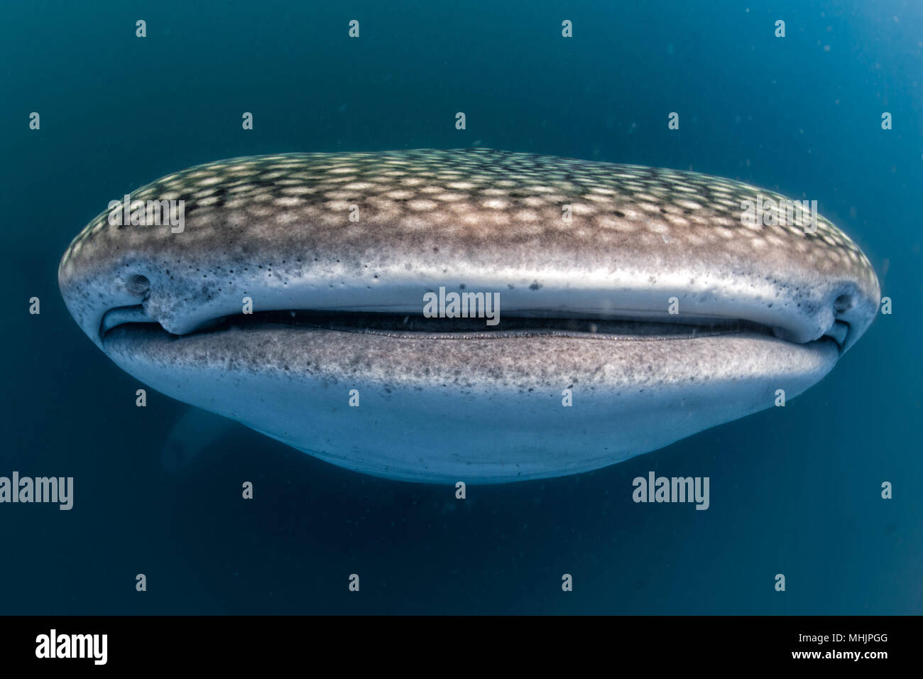 Gentle Giant Walhai nähert sich ein Fotograf Unterwasser in Mexiko Stockfoto