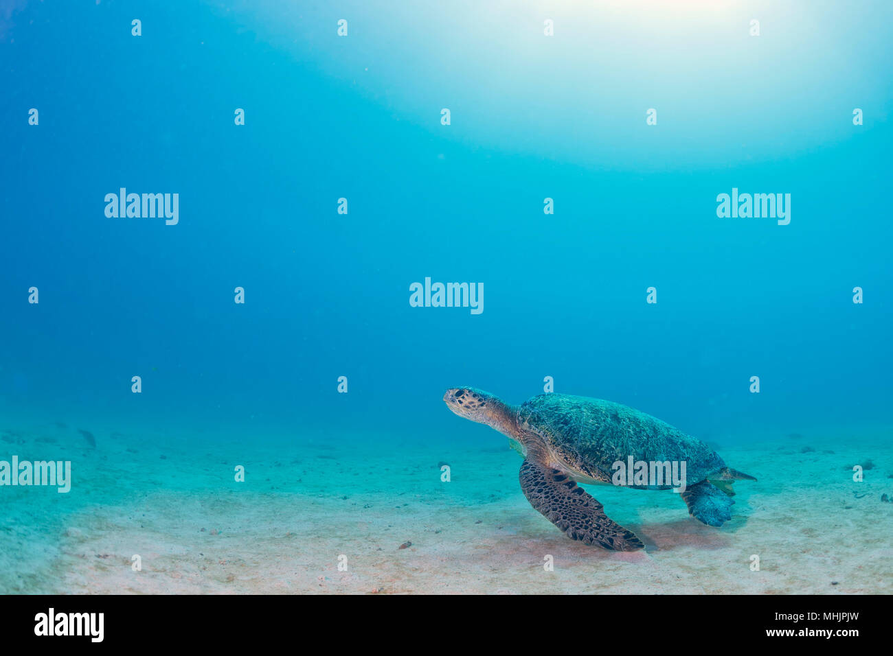 Grüne Schildkröte, die zu Ihnen kommen unter Wasser beim Tauchen Stockfoto
