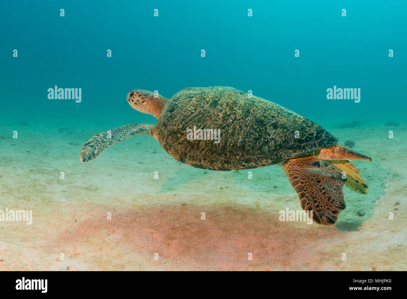 Grüne Schildkröte, die zu Ihnen kommen unter Wasser beim Tauchen Stockfoto