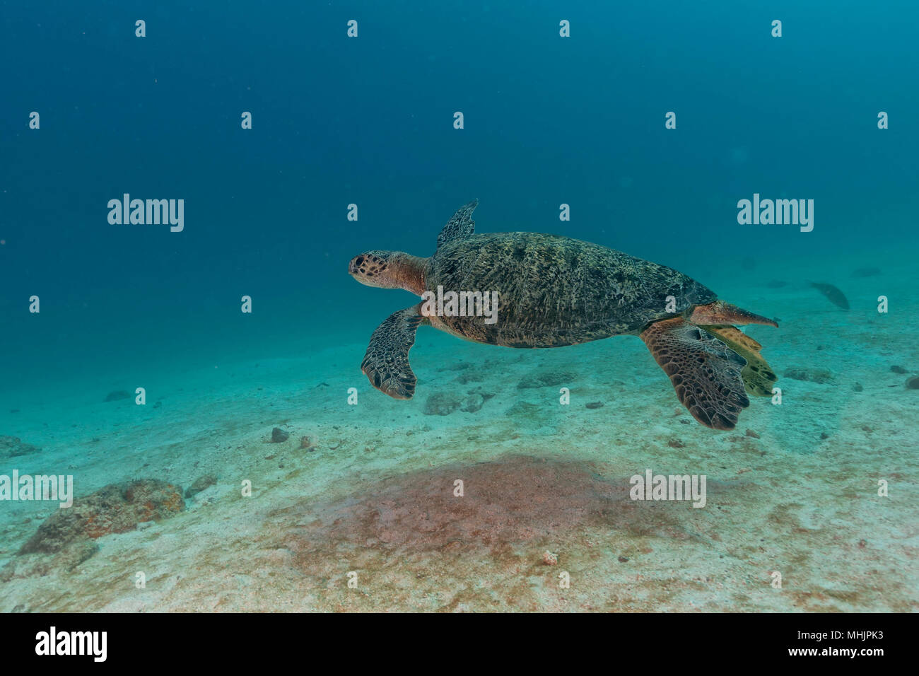 Grüne Schildkröte, die zu Ihnen kommen unter Wasser beim Tauchen Stockfoto