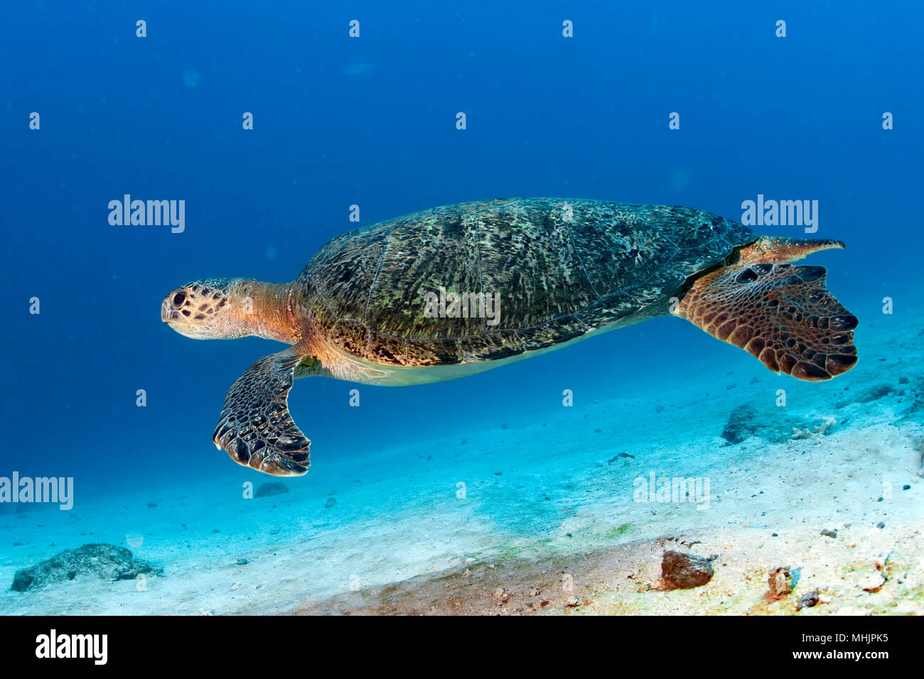 Grüne Schildkröte, die zu Ihnen kommen unter Wasser beim Tauchen Stockfoto