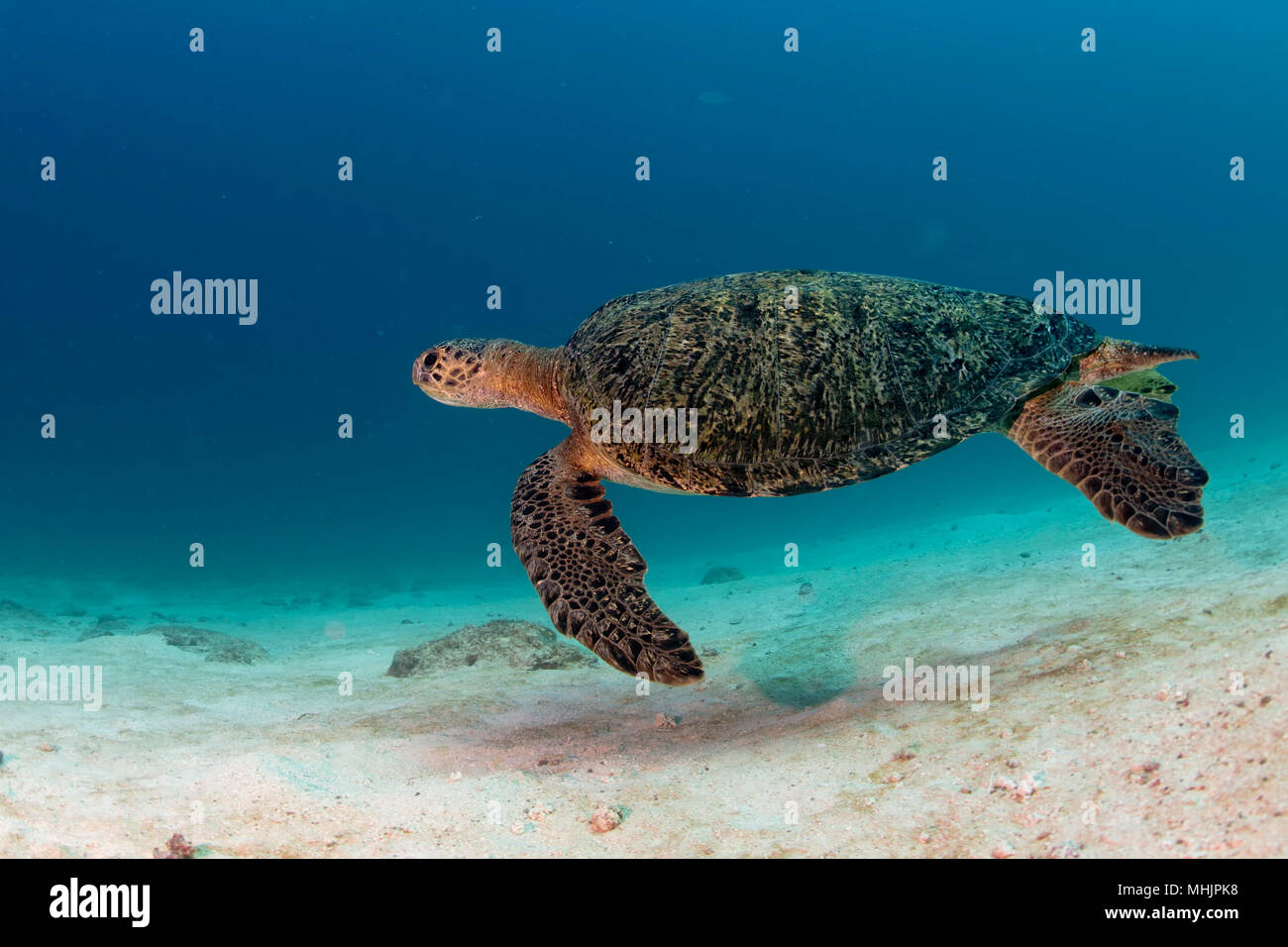 Grüne Schildkröte, die zu Ihnen kommen unter Wasser beim Tauchen Stockfoto