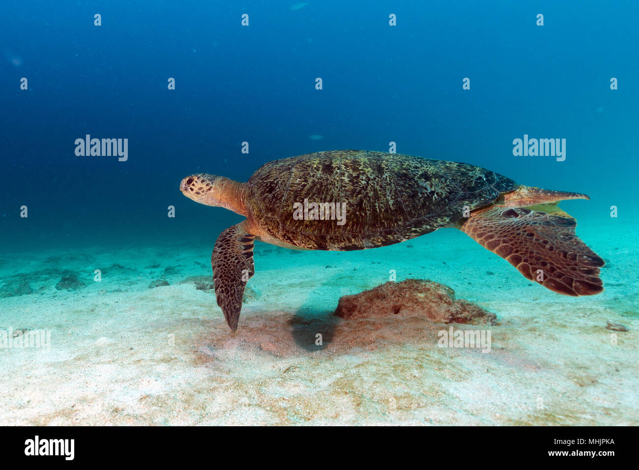 Grüne Schildkröte, die zu Ihnen kommen unter Wasser beim Tauchen Stockfoto