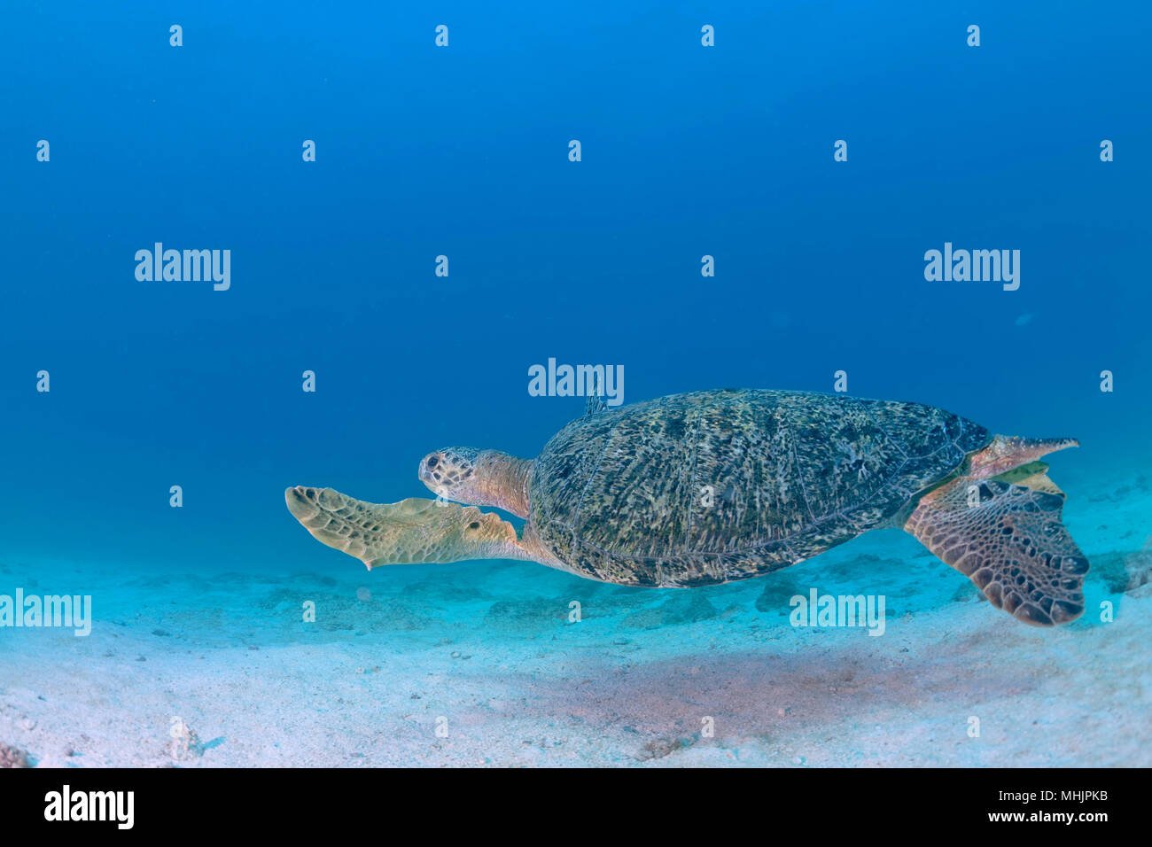Grüne Schildkröte, die zu Ihnen kommen unter Wasser beim Tauchen Stockfoto