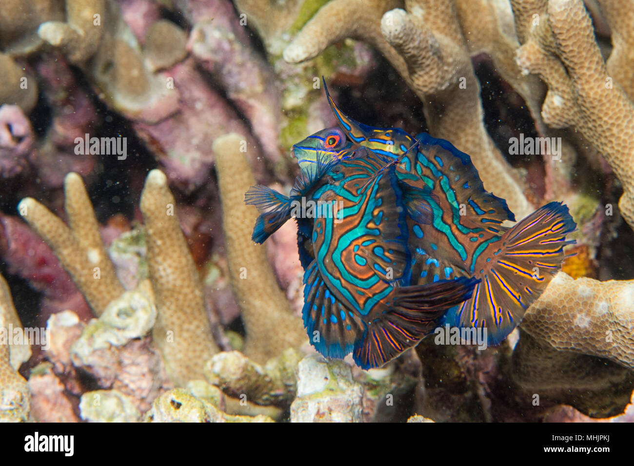 Mandarin Fische auf harten Korallen Hintergrund in Philippinen Stockfoto