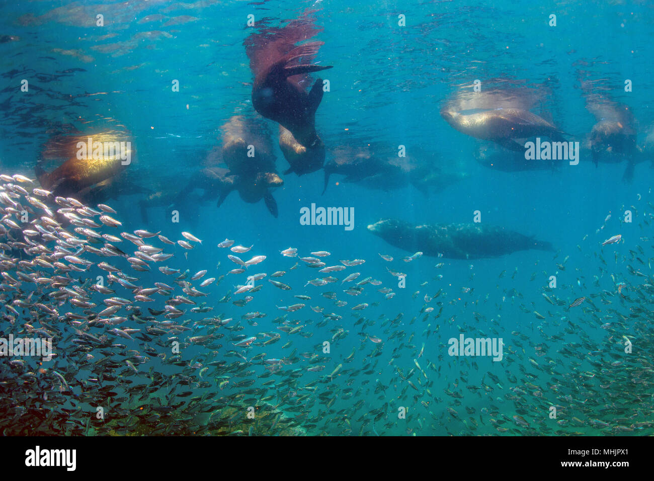 Familie von Sea Lion Dichtungen mit Fett phoographer Unterwasser Stockfoto