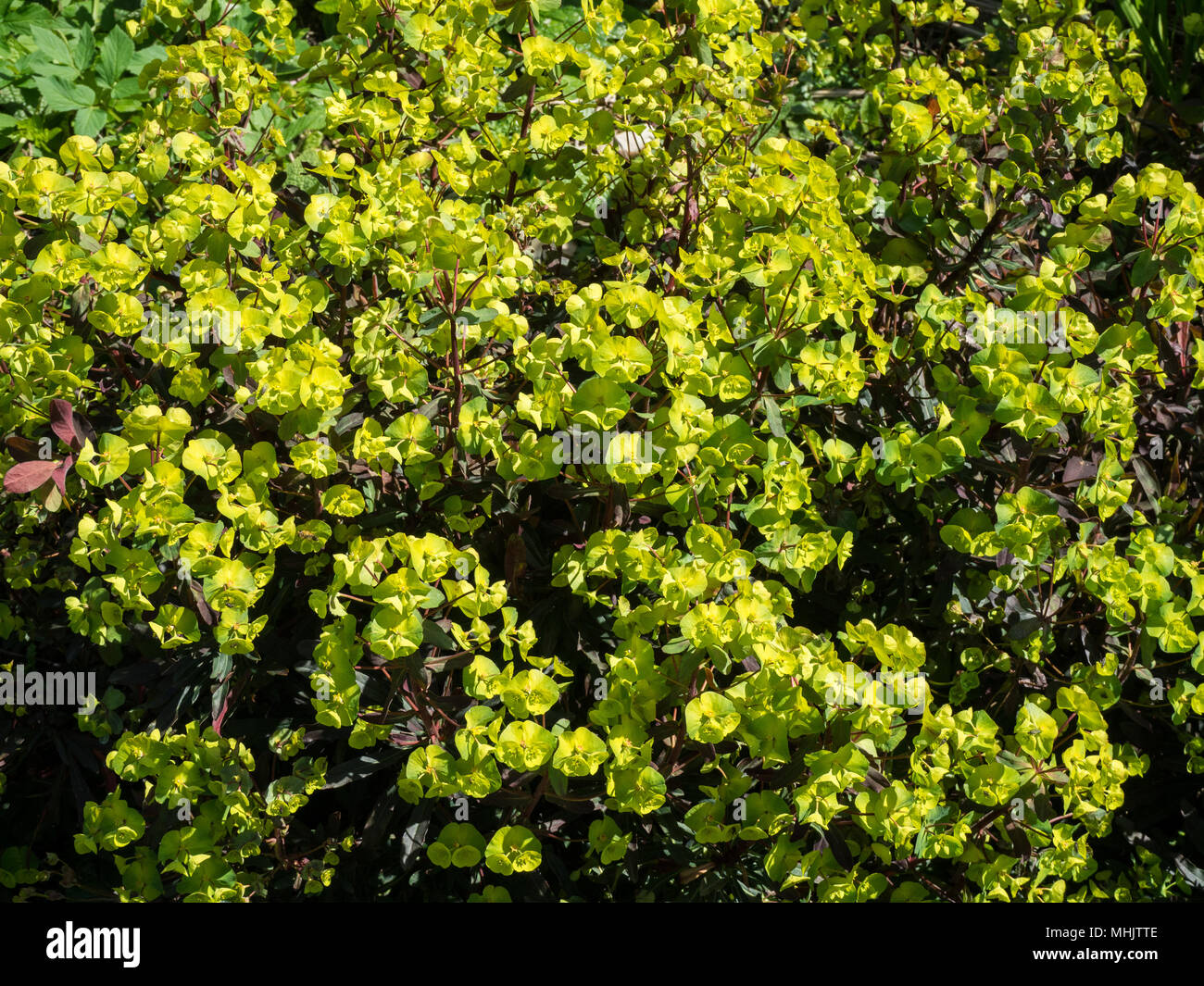 Ein vollständiges Bild von den hellgrünen Blüten (Deckblätter) von Euphorbia amygdaloides 'Purpurea' Stockfoto