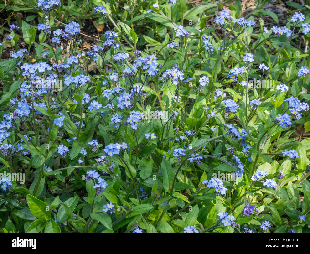 Ein frame Füllung Bild des hellblauen Blumen und grüne Laub der Vergiss Mich Nicht, Myosotis sylvatica Stockfoto
