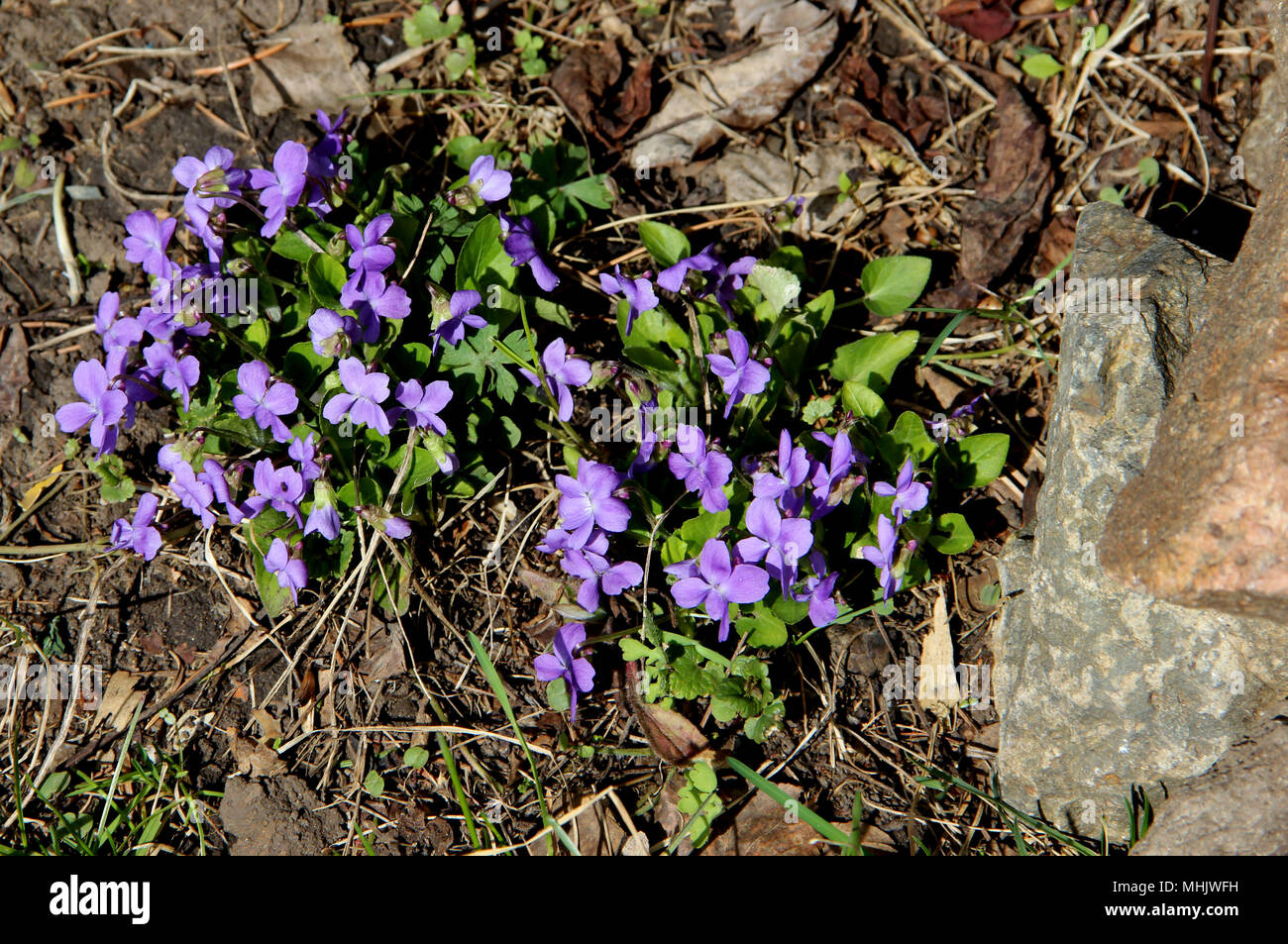Einige blaue Veilchen und grünes Gras auf den Steinen wachsen trotz allem Stockfoto