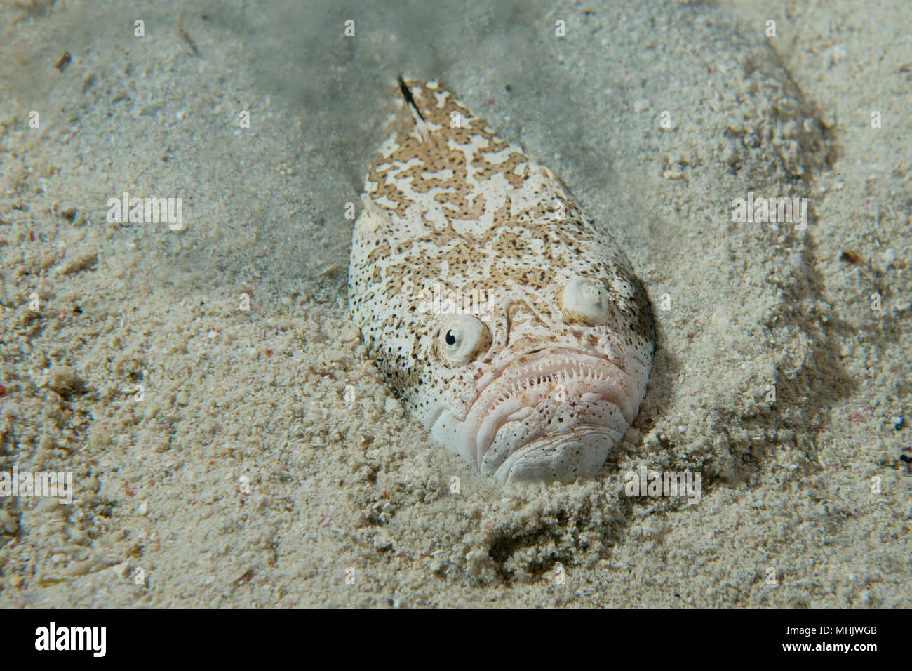 Stargazer Priester fische Jagd in Sand in Philippinen Stockfoto