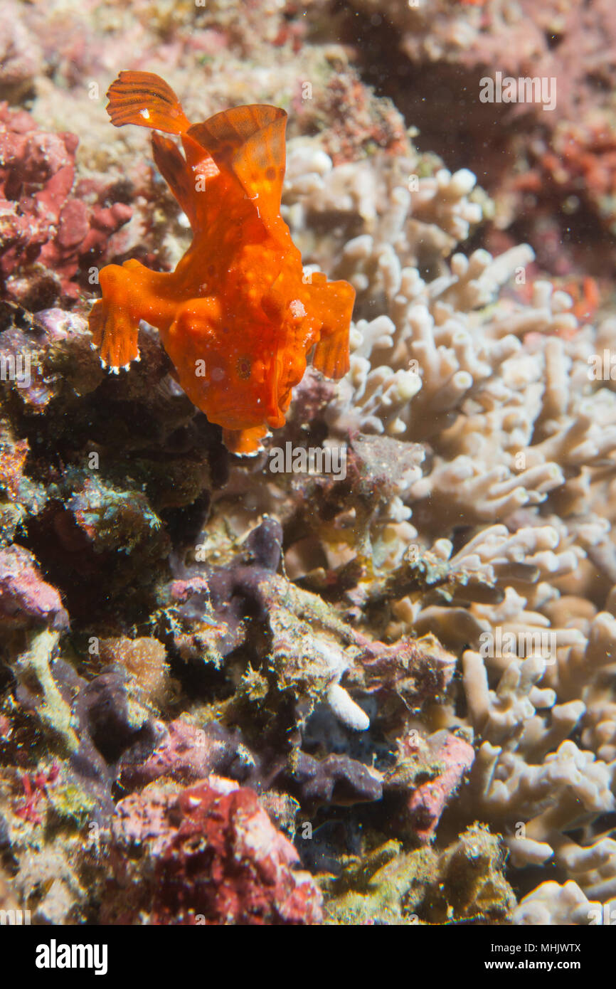 Ein roter Frosch Fisch auf harten Korallen macro in Cebu Philippinen  Stockfotografie - Alamy