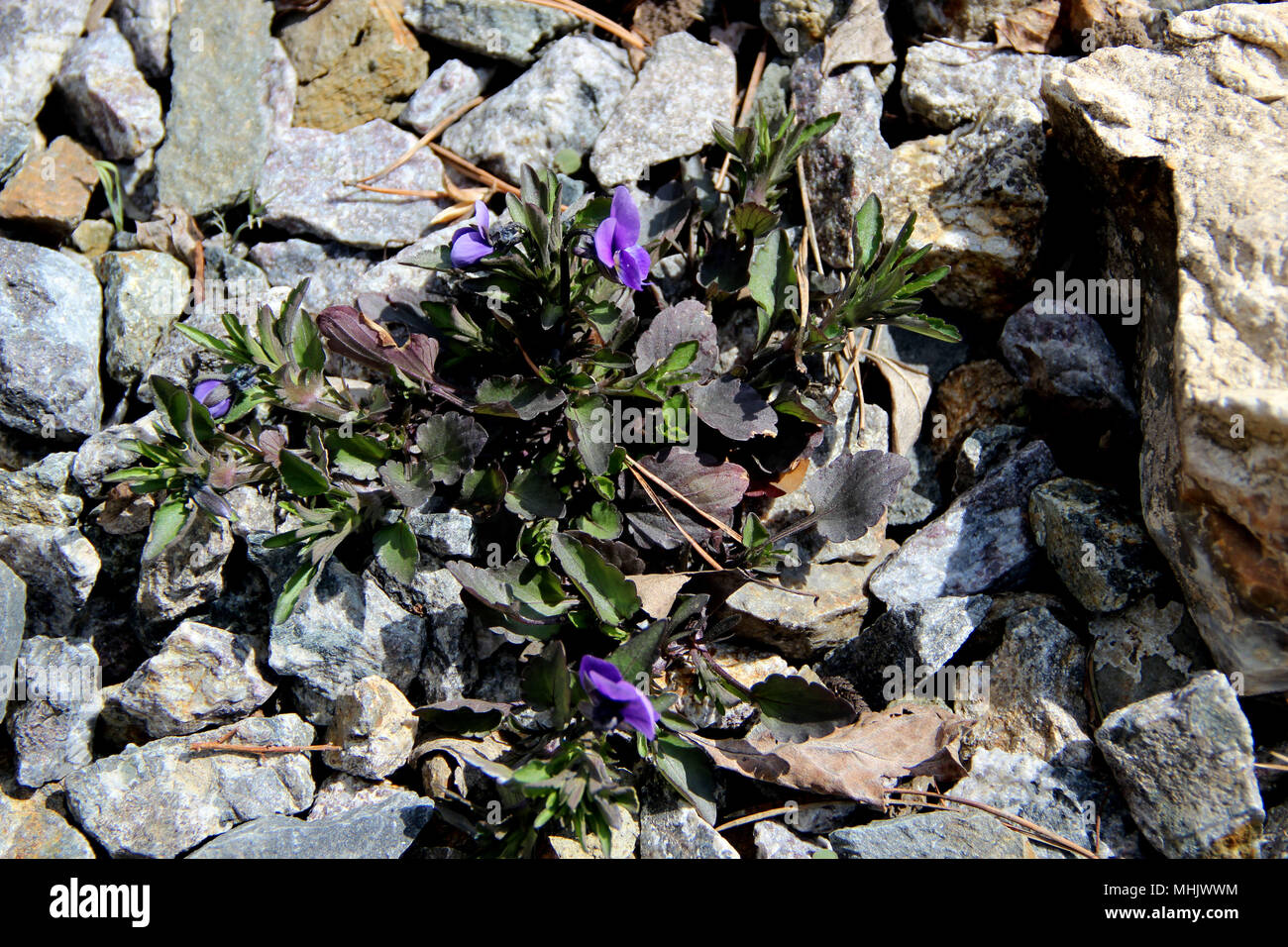 Einige blaue Veilchen und grünes Gras auf den Steinen wachsen trotz allem Stockfoto
