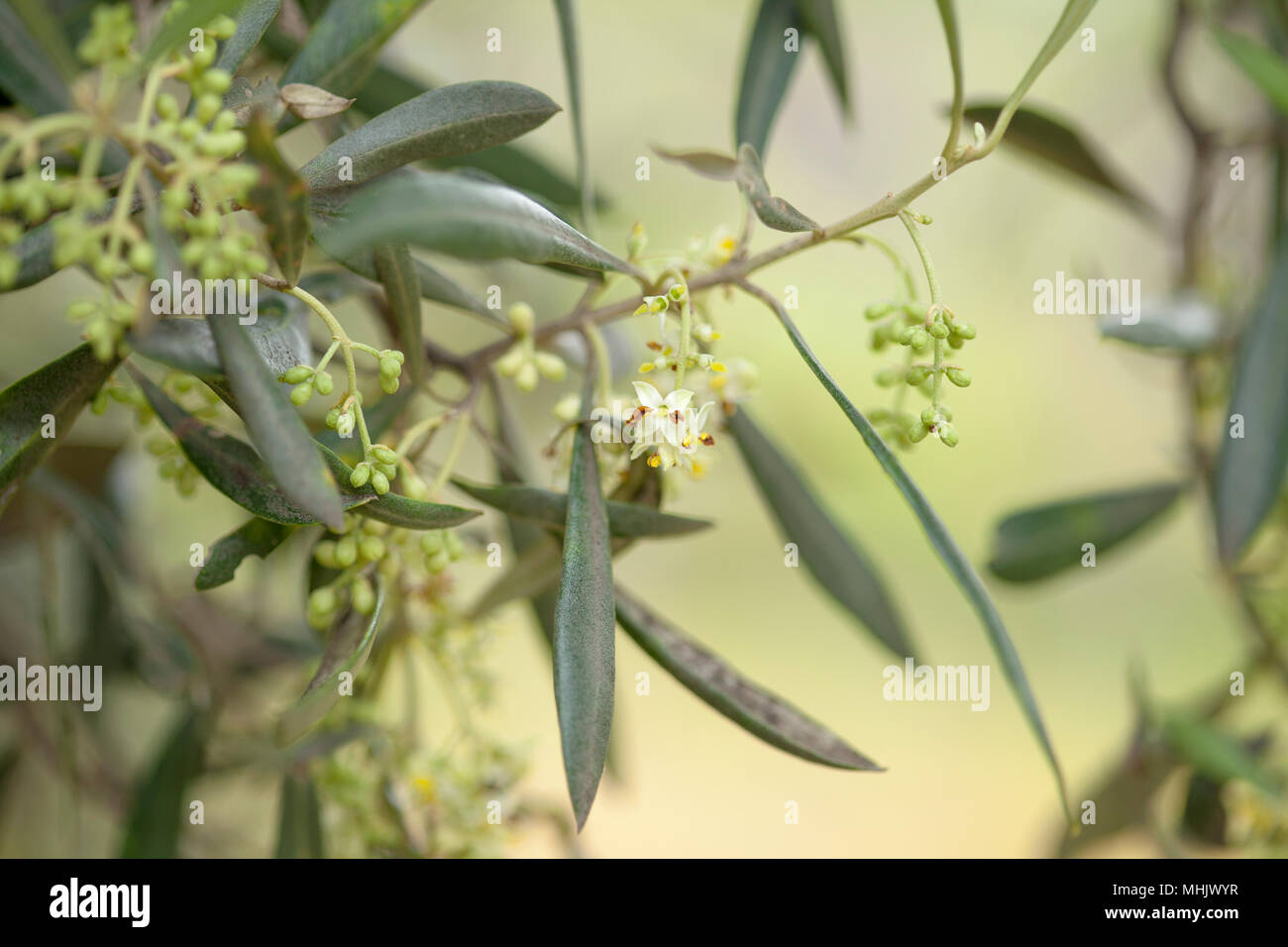 Oliven bäume beginnen zu blühen Natur Makro Hintergrund Stockfoto