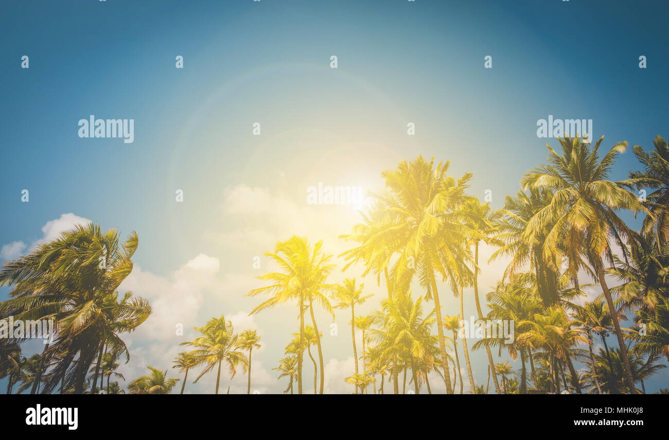 Sonnenschein und Palmen, Palmen und blauem Himmel Hintergrund Stockfoto
