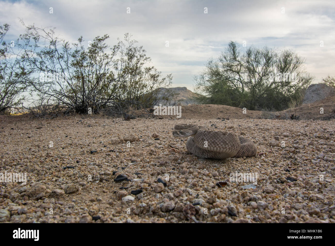Western Diamond backed Klapperschlange (Crotalus Atrox) von Maricopa County, Arizona, USA. Stockfoto