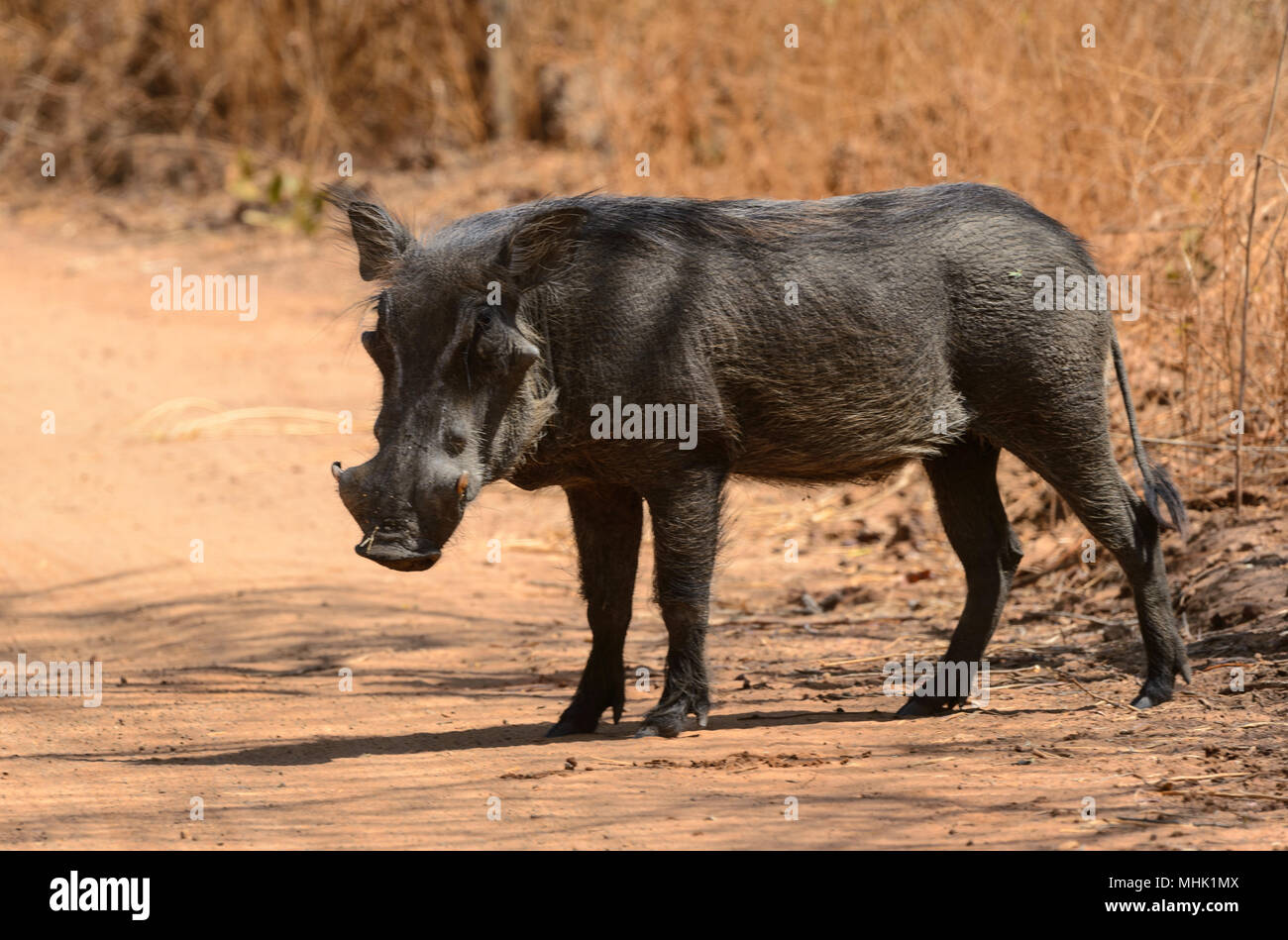 Wilde Schweine (Eber) Afrikas Stockfoto