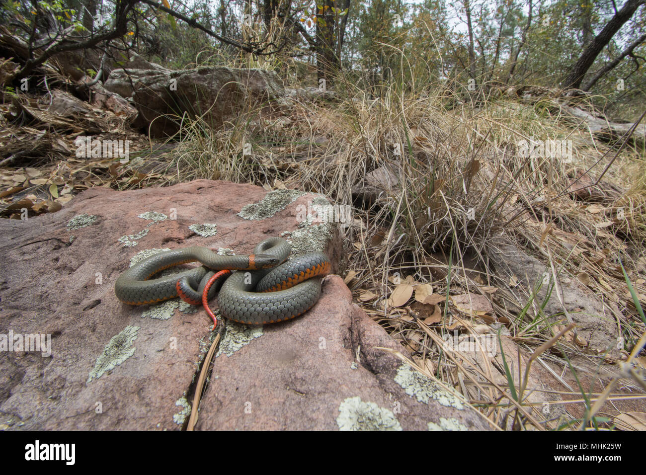 Regal Ring-necked Schlange (Diadophis punctatus regalis) von Gila County, Arizona, USA. Stockfoto