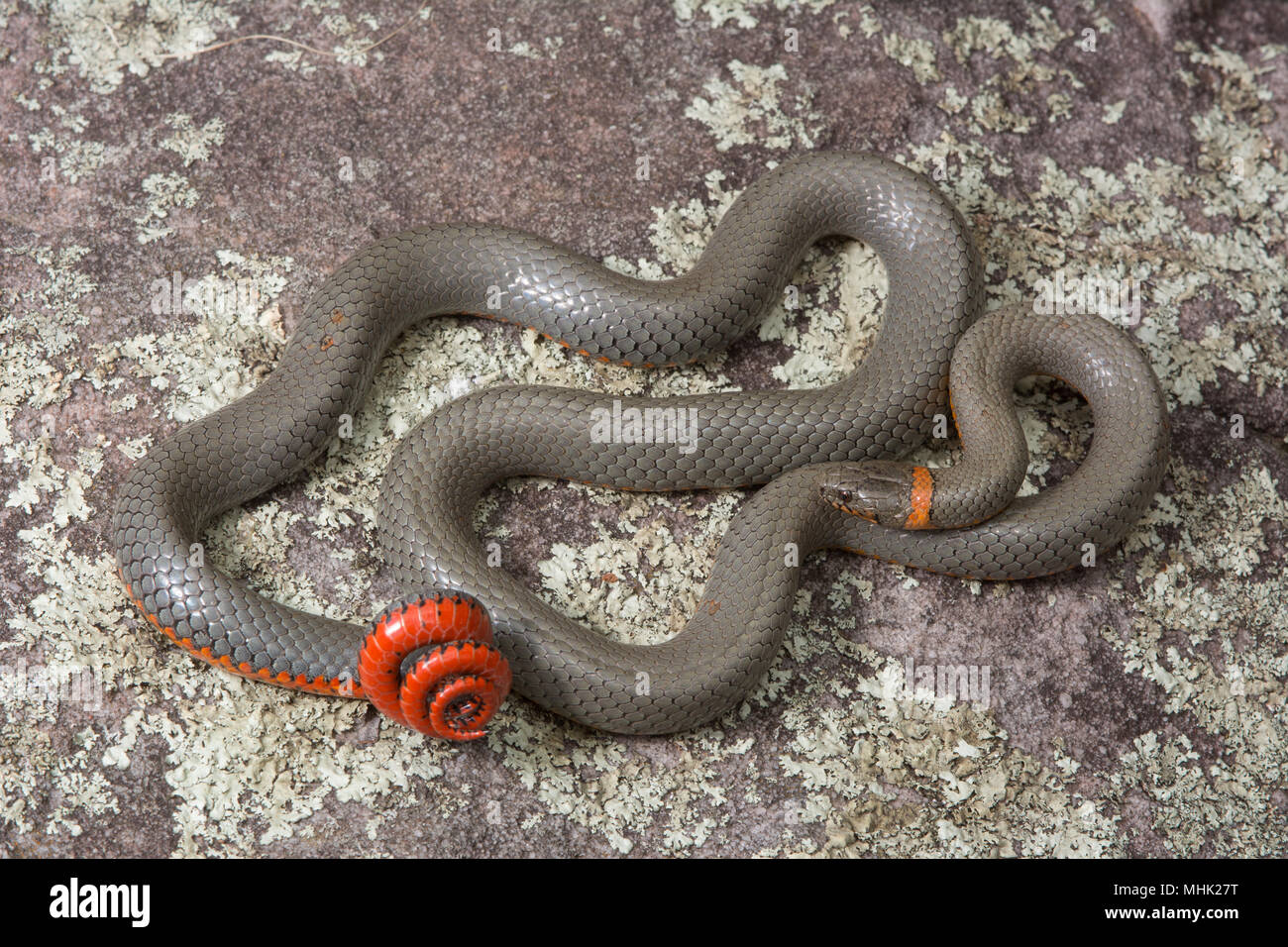 Regal Ring-necked Schlange (Diadophis punctatus regalis) von Gila County, Arizona, USA. Stockfoto