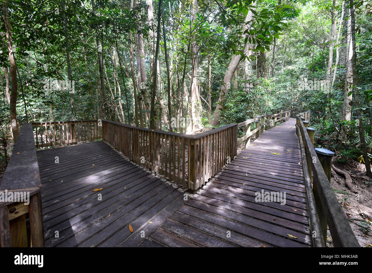 Promenade durch den Regenwald am Fluss Clohesy Feigenbaum Wanderweg, Dinden National Park, Far North Queensland, FNQ, QLD, Australien Stockfoto