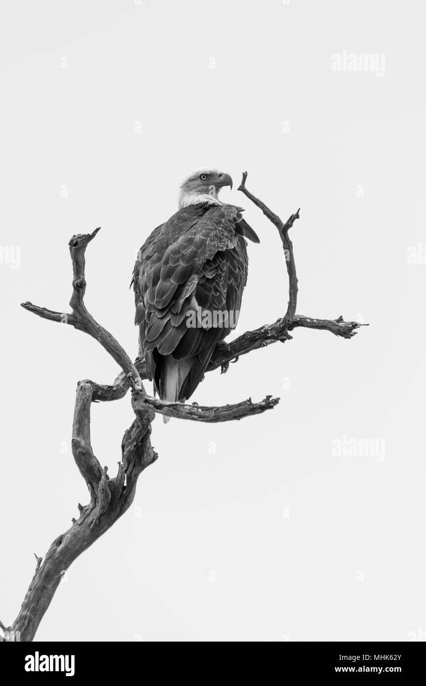 Bald Eagle Hocken Stockfoto