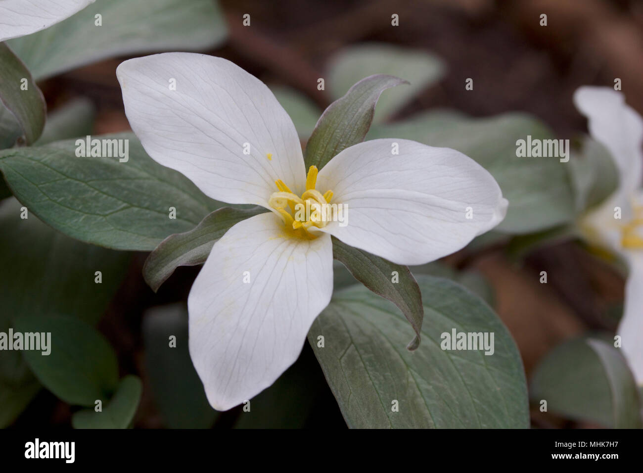 Nahaufnahme eines nativen weißen Schnee trillium Blume in seinem natürlichen Lebensraum Wald im Frühjahr Stockfoto