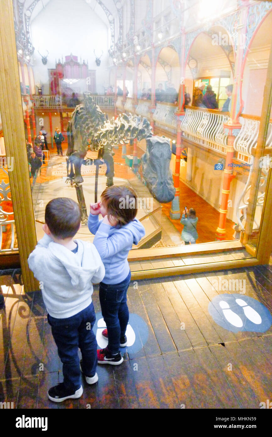 Dorchester, Großbritannien. 2. Mai 2018. "Ippy', das Natural History Museum von berühmten diplodocus Skelett geworfen, Blätter Dorchester, nächste Woche, nach 3 Monaten und in der Nähe der 150.000 Besucher. Seinen letzten Tag im Dorset County Museum wird am 7. Mai. Nächster Halt, Birmingham! Credit: stuart Hartmut Ost/Alamy leben Nachrichten Stockfoto