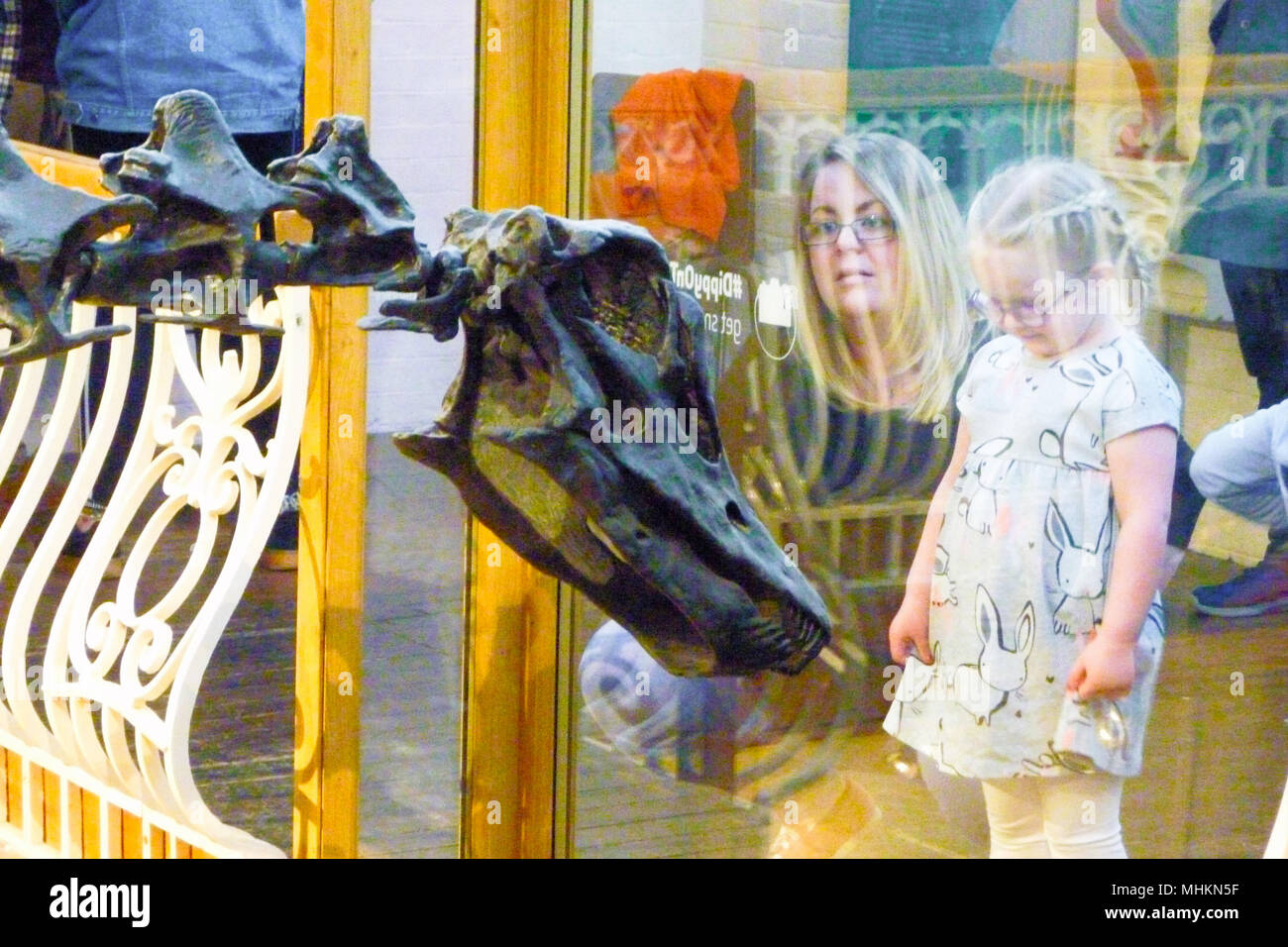 Dorchester, Großbritannien. 2. Mai 2018. "Ippy', das Natural History Museum von berühmten diplodocus Skelett geworfen, Blätter Dorchester, nächste Woche, nach 3 Monaten und in der Nähe der 150.000 Besucher. Seinen letzten Tag im Dorset County Museum wird am 7. Mai. Nächster Halt, Birmingham! Credit: stuart Hartmut Ost/Alamy leben Nachrichten Stockfoto