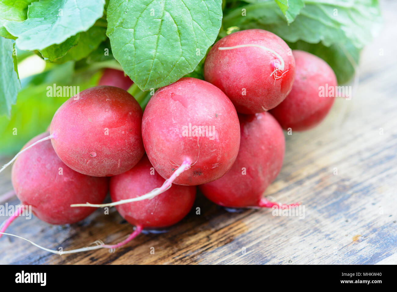 Gesund Zutat eines Salat - frische organische Radieschen mit Trauben auf einer hölzernen rustikalen Tisch in Nahaufnahme Stockfoto