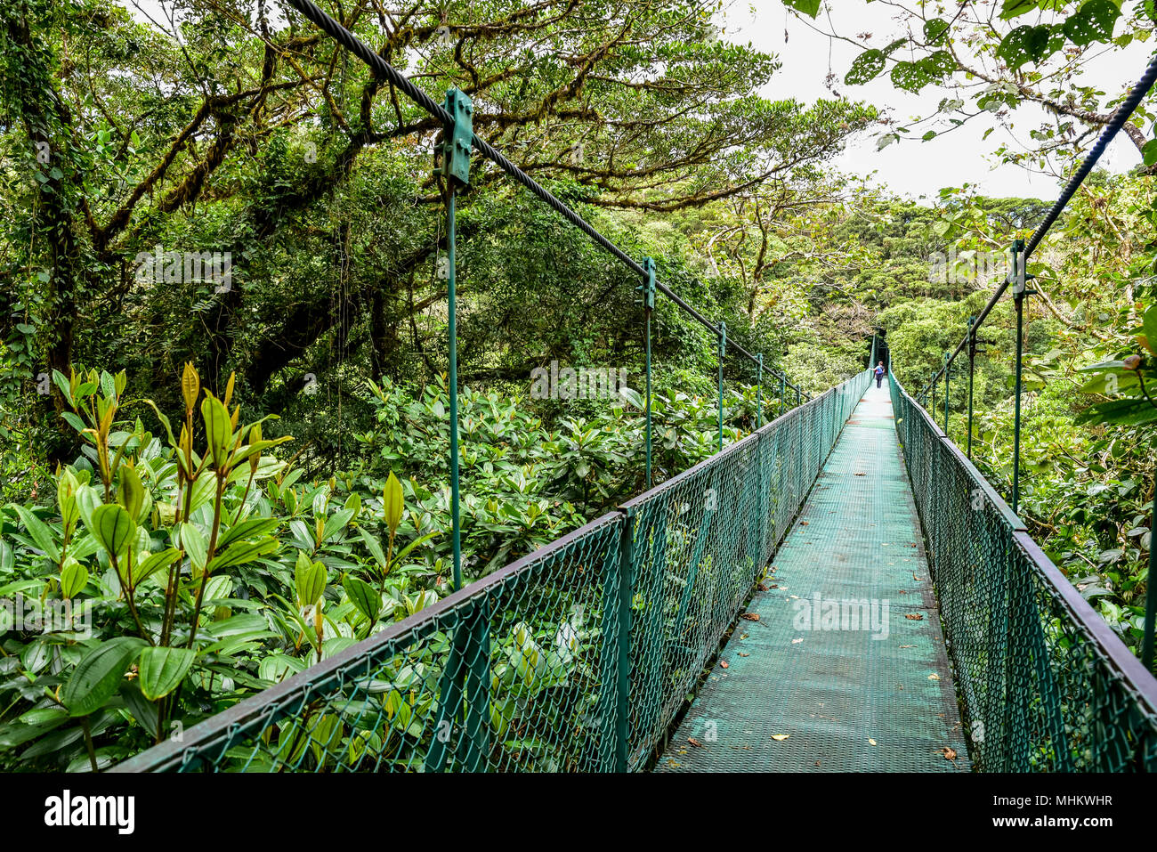 Hängebrücken in Nebelwald - Monteverde, Costa Rica Stockfoto