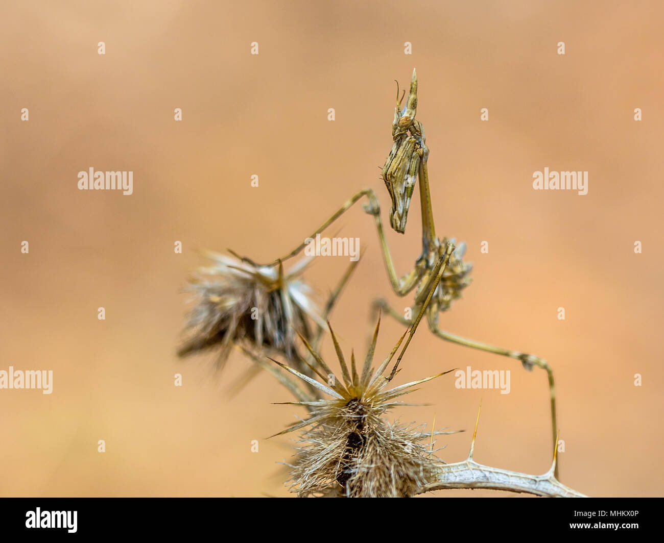 Pfeilspitze Mantis (Empusa pennata) Mittelmeer shrubland Hinterhalt predator Insekt mit Tarnfarben Stockfoto