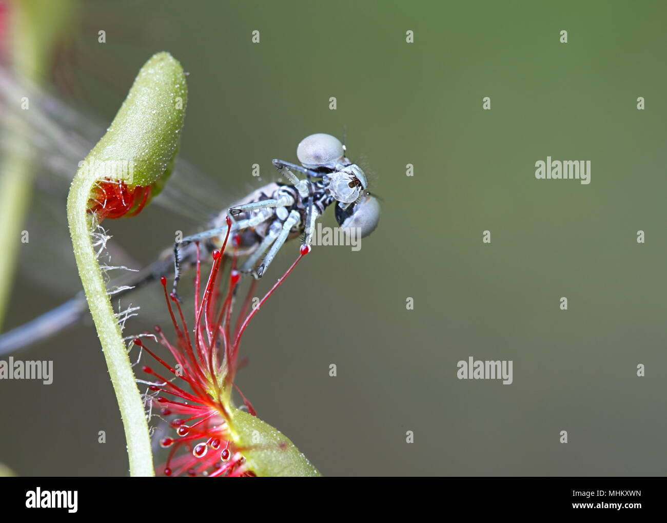 Runde-leaved Sonnentau (Drosera rotundifolia), ist die Fütterung auf arktischen bluet (Coenagrion johanssoni) Stockfoto