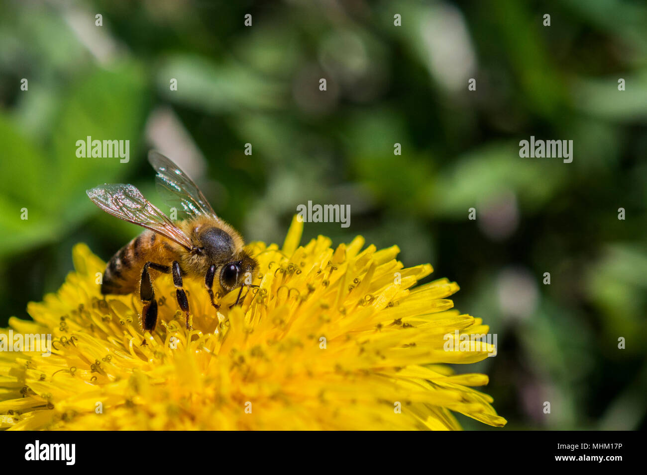 Honey Bee Pollen sammeln auf einer hellen gelben Löwenzahn Blume. Stockfoto