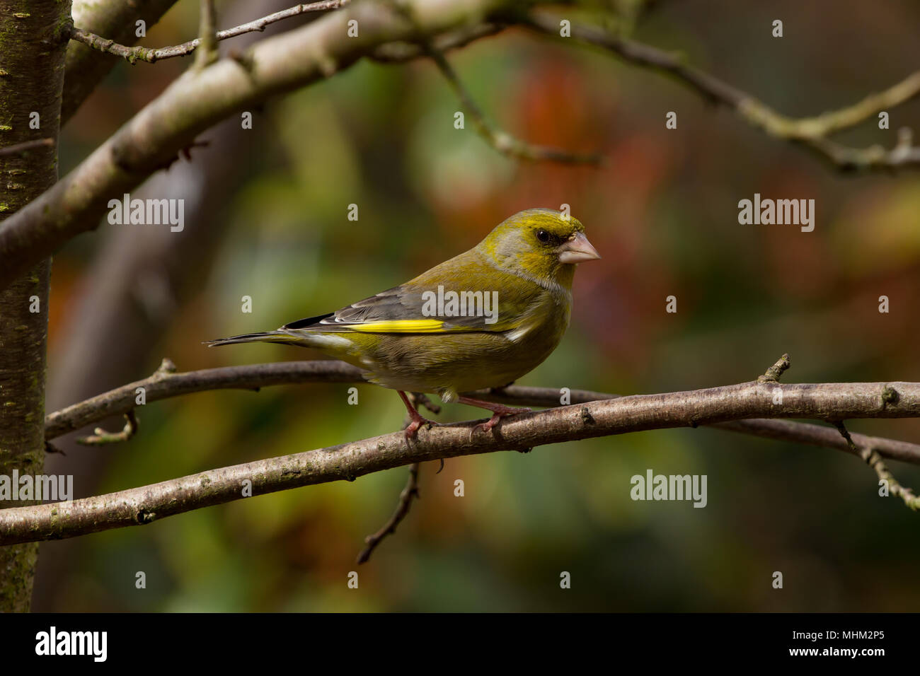 Grünfink. Carduelis chloris. Portrait von einzelnen erwachsenen männlichen auf Zweig thront. West Midlands. Britische Inseln. Stockfoto