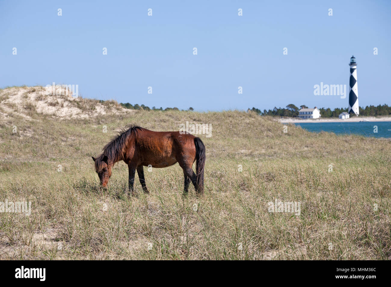 NC-01513-00... NORTH CAROLINA - Wild Horse auf Shackleford Banken mit Cape Lookout Leuchtturm auf Süden Core Banken. Cape Lookout National Seashore. Stockfoto