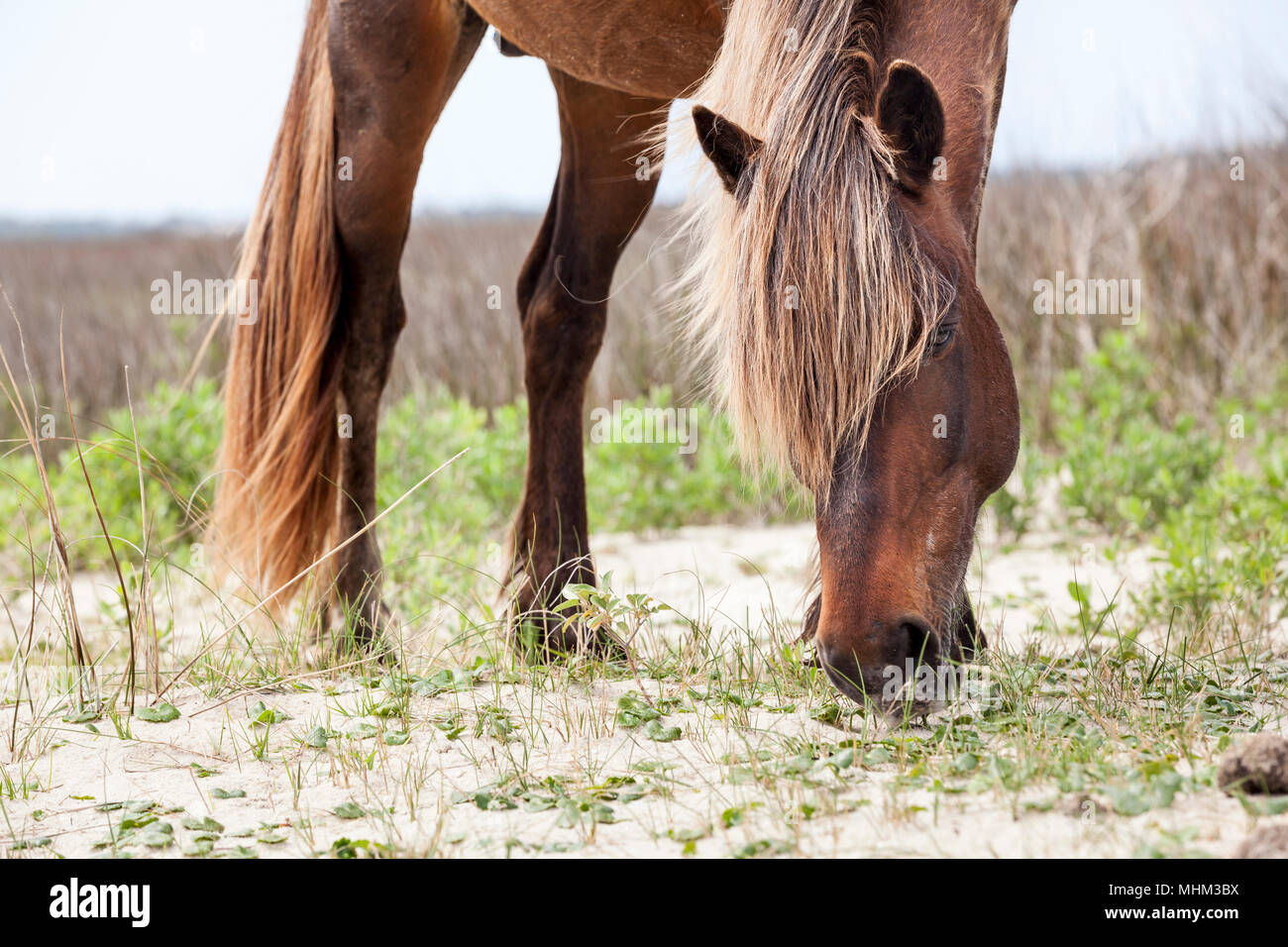 NC-01523-00... NORTH CAROLINA - Wild Horse auf Shackleford Banken, Cape Lookout National Seashore. Stockfoto