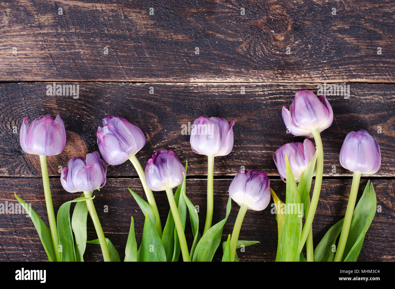 Violett Tulpen auf einer hölzernen Hintergrund. Freier Platz für Ihren Text. Stockfoto