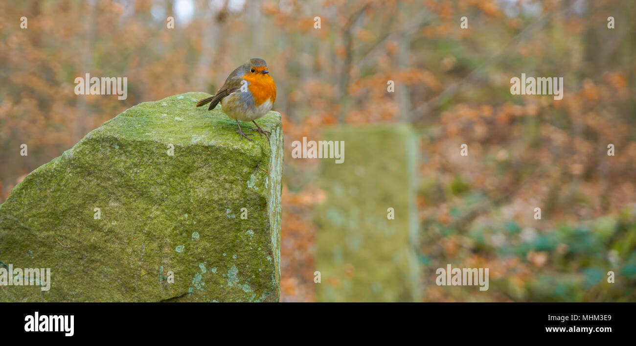 Robin thront auf Rock, UK Stockfoto