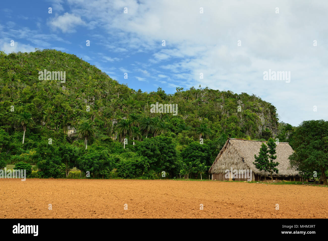 Unterstand für die Trocknung des Tabaks Blätter aus dem nächsten besten Zigarren der Welt unternommen werden. Valle de Vinales, Kuba, Provinz Pinar del Rio Stockfoto