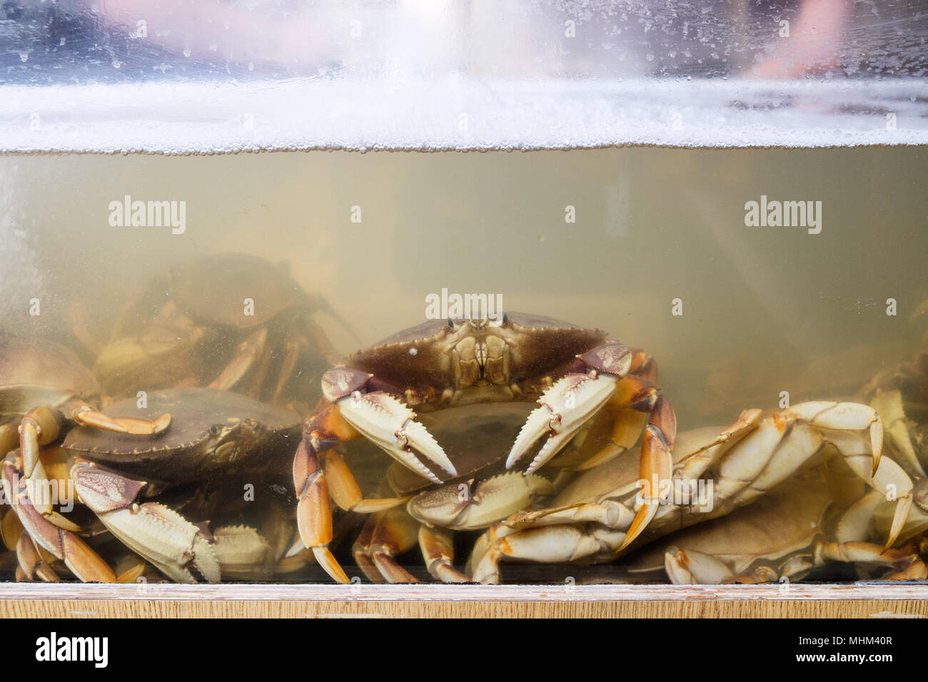 Krabben in einem Wassertank auf einem Fischmarkt in San Francisco, USA. Stockfoto