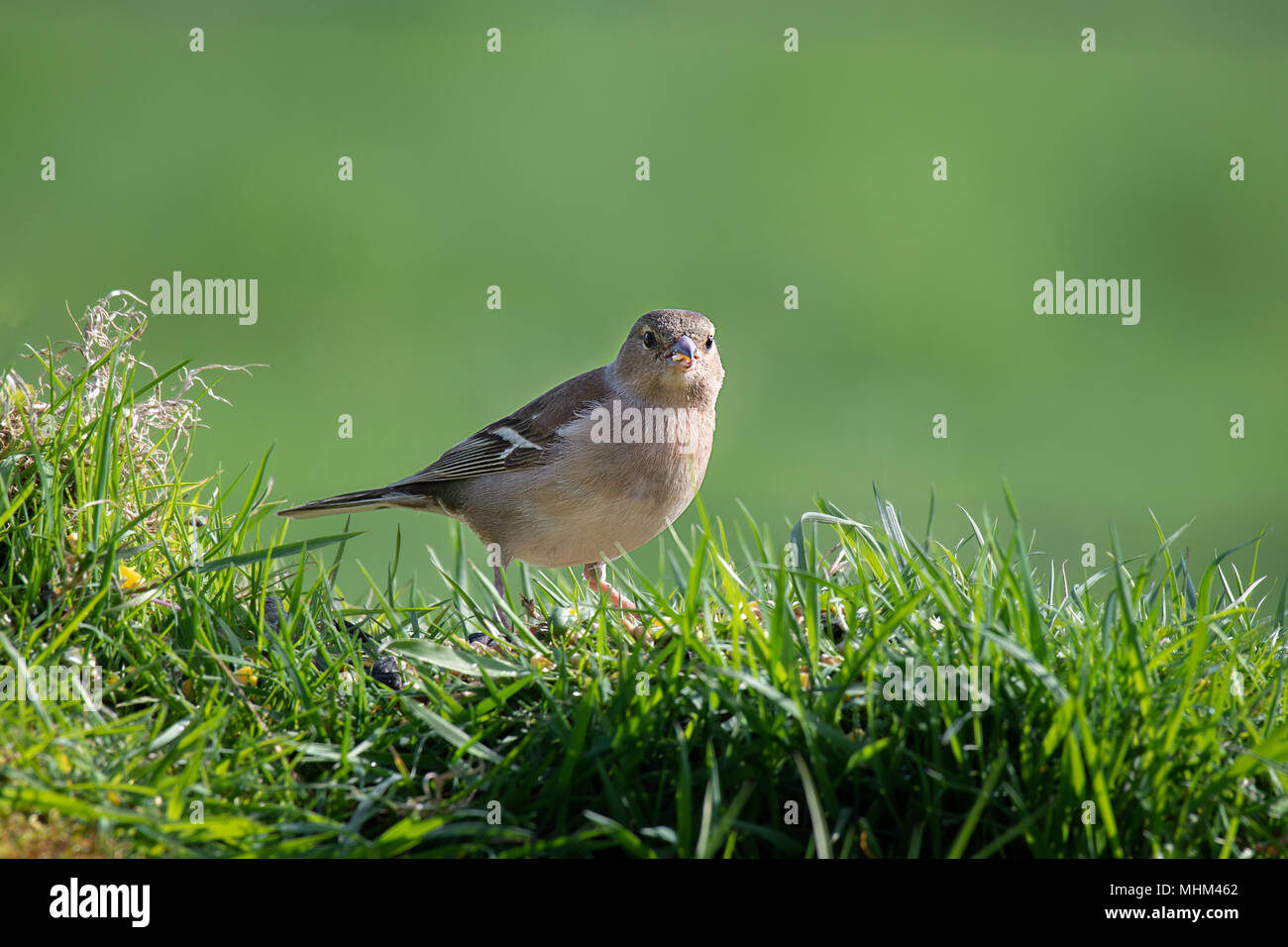 Eine weibliche Buchfink sitzt auf der Spitze eines Gras Bank essen Samen und starrte direkt in die Kamera Linse gehockt Stockfoto