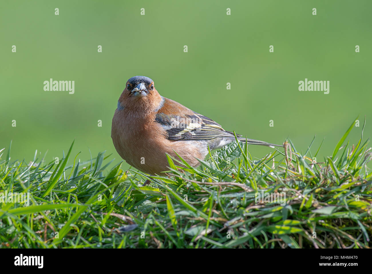 Ein Männchen Buchfink sitzt auf der Spitze eines Gras Bank essen Samen und starrte direkt in die Kamera Linse gehockt Stockfoto