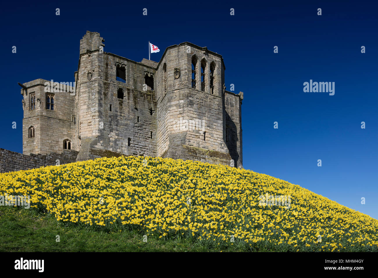 Warkworth Castle im Frühling unter sonnigen Himmel, Warkworth, Northumberland, North East England, Vereinigtes Königreich Stockfoto